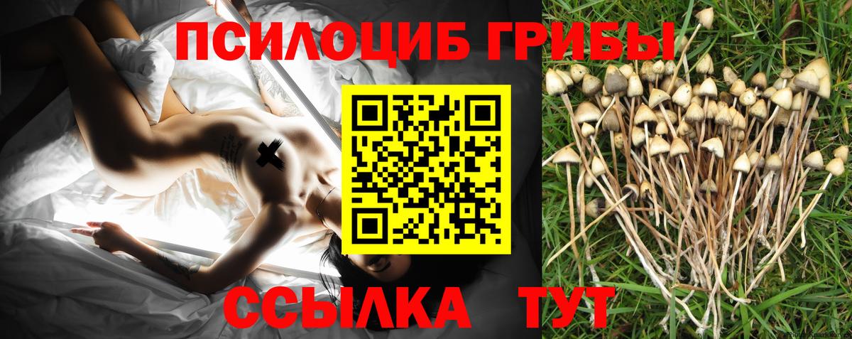 Псилоцибиновые грибы Cubensis Асбест