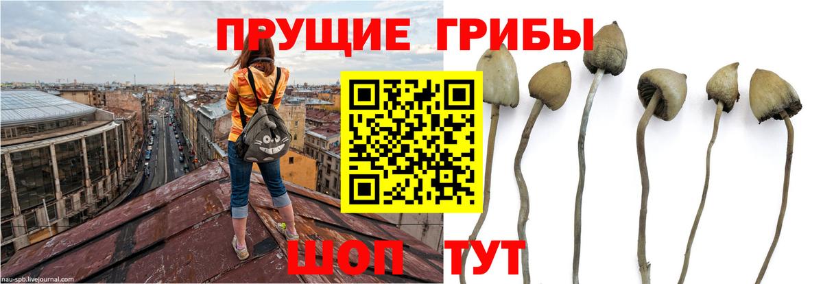 Галлюциногенные грибы MAGIC MUSHROOMS  Псилоцибиновые грибы Cubensis  Асбест 